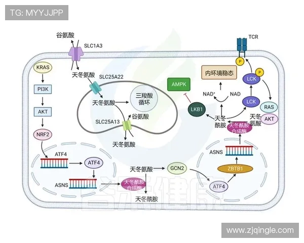 拉波尔特的传奇人生与科学探索之旅:从基础研究到创新应用的启示 拉波尔特的传奇人生与科学探索之旅:从基础研究到创新应用的启示